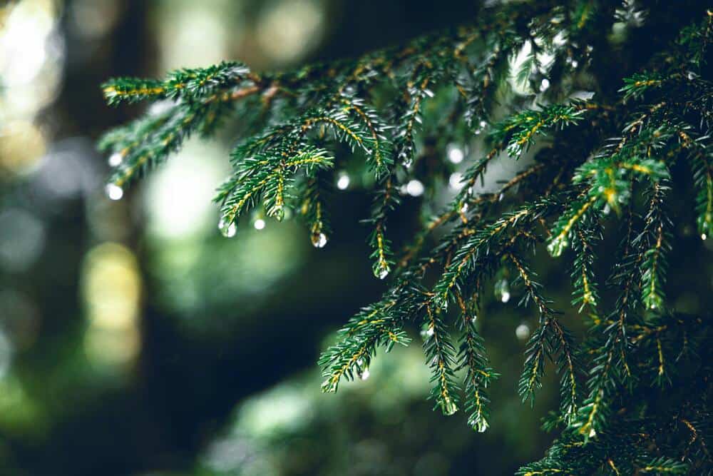 Bokeh de fondo en foto de rama y hojas de un pino