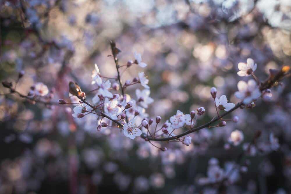 Tecnica de fotografia bokeh para principiantes foto de ramas de arbol