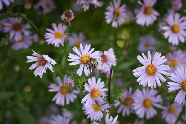 Abeja y flores en primavera