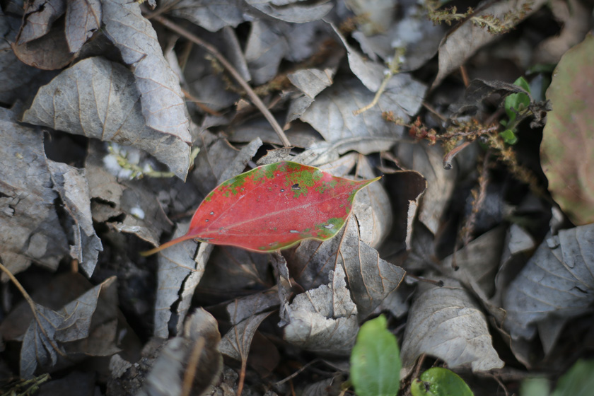 Hoja de otoño que resalta sobre colchón de hojas secas