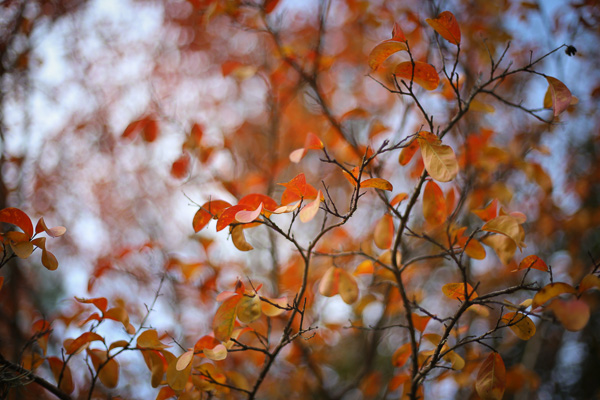 Hojas de otoño en fotografía de paisajes