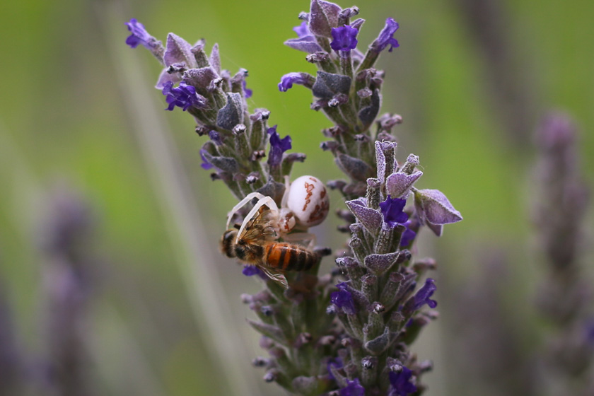 una araña y una abeja posadas sobre una flor de lavanda en primavera