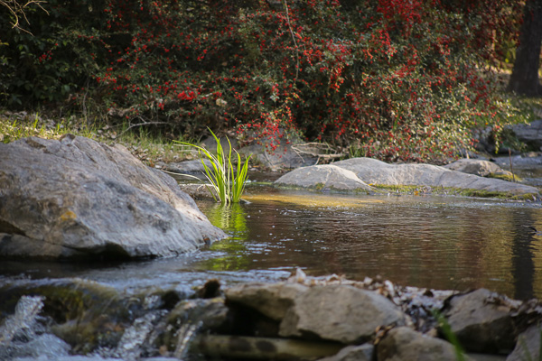 Luz lateral de otoño sobre un arroyo destacando una planta