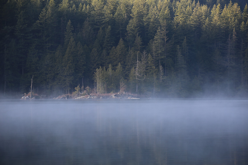 Niebla sobre lago con bosque de pinos al fondo