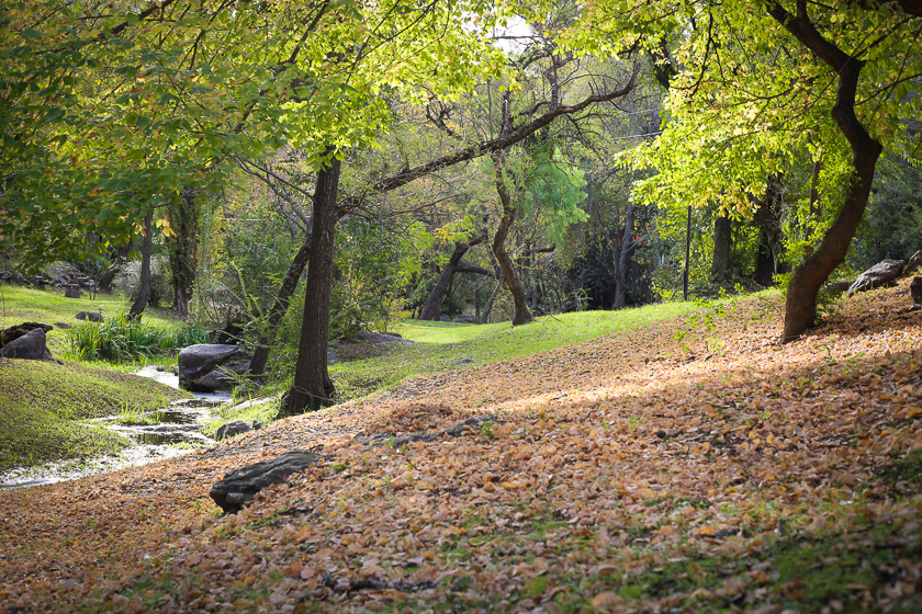 Luz lateral del sol sobre colchón de hojas de otoño a la vera de un arroyo