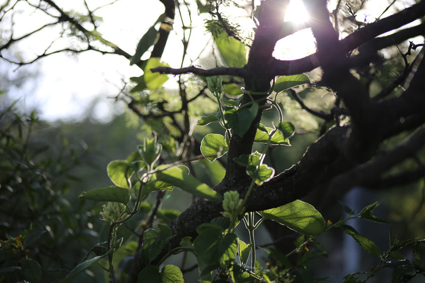 Hojas de primavera a contraluz en fotografía de paisajes