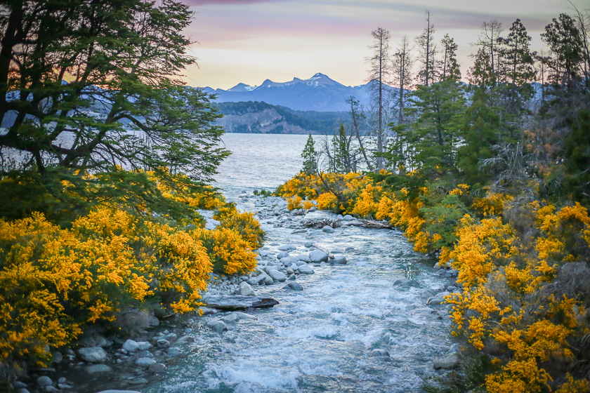 rio rodeado de flores amarillas corriendo hacia un atardecer en las montañas en primavera